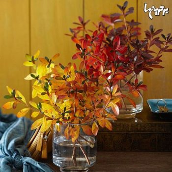 زیبایی پاییز در گوشهوکنار خانه