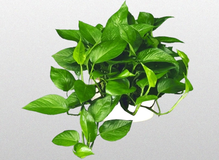 نحوه استفاده از گل در چیدمان خانه،چیدمان خانه با گل های طبیعی گیاهانی با سبک های مدرن خانه, گیاهانی با خانه هایی با سبک مدرن
